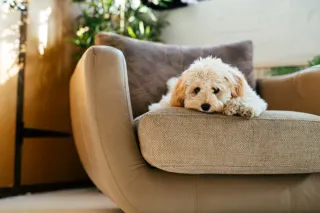 Indoor Gardening with Pets: Bringing the Outdoors In ALT Text: Image of a dog relaxing next to a collection of indoor plants.