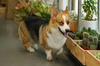 The Benefits of Raised Garden Beds: Gardening with Ease and Accessibility