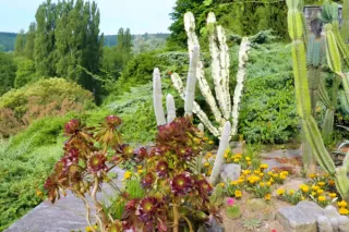 Creating a Sensory Garden: Engaging All Five Senses