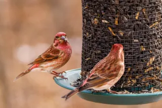 Attracting Birds to Your Garden: Creating a Bird-Friendly Haven