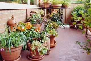Gardening with Limited Space: Creative Solutions for Small Gardens and Patios