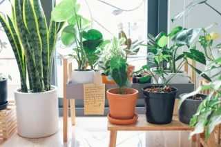 The Benefits of Indoor Plants: Improving Air Quality and Well-being