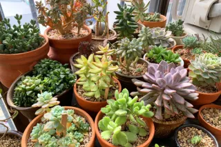 Creating a Succulent Garden: Low-Maintenance Beauty for Your Home and Garden