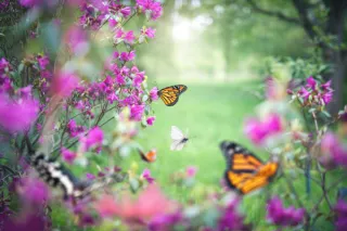 Gardening for Wildlife: Creating a Haven for Birds, Bees, and Butterflies