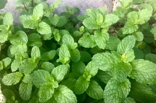 Growing Your Own Herbs: Fresh Flavor and Fragrance for Your Kitchen and Garden