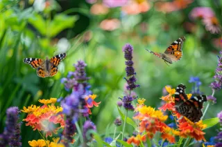 Creating a Butterfly Garden: Attracting These Beautiful Pollinators to Your Backyard