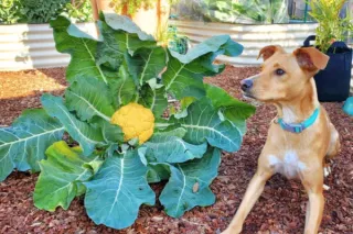 Dog-Friendly Herbs: Flavorful and Safe Additions to Your Garden