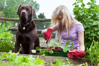 Creating a Dog-Friendly Vegetable Garden: Tips for Protecting Your Produce