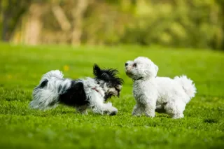 Dog-Friendly Ground Covers: Beautiful and Functional Alternatives to Grass