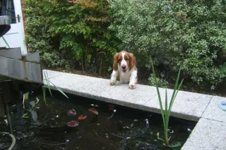 Creating a Dog-Friendly Water Feature: Adding a Splash of Fun to Your Garden