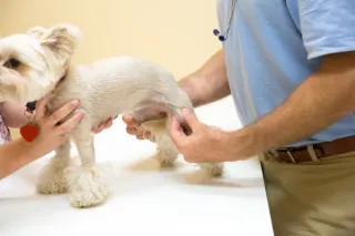 Canine Arthritis: Understanding and Managing Joint Pain in Dogs