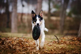 The Benefits of Dog Sports: Fun and Challenging Activities for You and Your Furry Friend