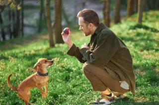 Dog Training Tips: Building a Strong Foundation with Your Furry Friend