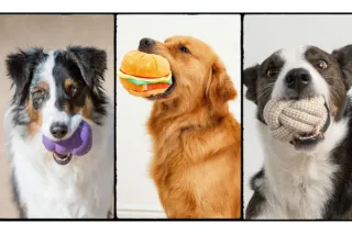 Canine Enrichment Toys: Stimulating Your Dog's Mind and Body
