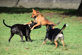 The Wonders of Dog Parks: Socialization and Fun for Your Furry Friend