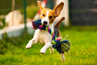 DIY Dog Toys: Fun and Affordable Enrichment for Your Furry Friend