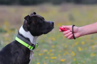 The Benefits of Clicker Training for Dogs