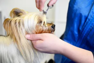 Grooming Your Dog: Tips for a Healthy and Happy Coat