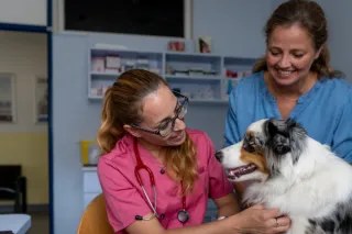 The Importance of Regular Veterinary Checkups for Dogs