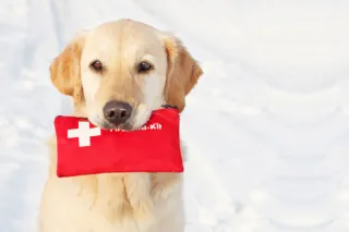 Canine First Aid: Essential Skills for Every Dog Owner