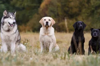 Understanding Your Dog's Breed: Personality Traits and Care Tips