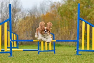 The Benefits of Agility Training for Dogs