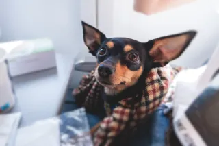 Traveling with Your Dog: Tips for a Stress-Free Journey