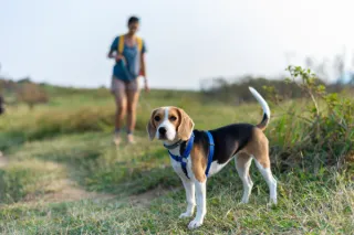 Dog-Friendly Hiking: Tips for a Safe and Enjoyable Adventure