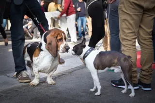 The Importance of Socialization for Dogs: Building Confidence and Reducing Anxiety