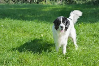 Decoding Dog Body Language: Understanding Your Furry Friend's Communication