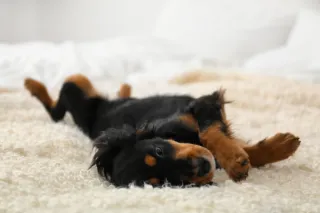 Creating a Dog-Friendly Home: Tips for a Safe and Happy Environment