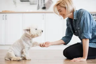The Power of Positive Reinforcement: Training Your Dog with Kindness and Encouragement