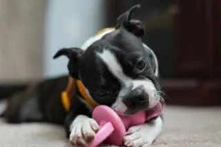 Doggy Dental Care: A Guide to Keeping Those Chompers Healthy