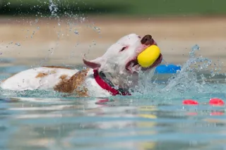 The Benefits of Hydrotherapy for Dogs
