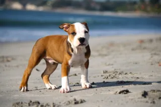 Dog-Friendly Beaches: Tips for a Safe and Fun Day at the Shore