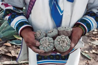 Ancient Maya Civilisation use of the Plant Medicines - Psilocybin & Peyote