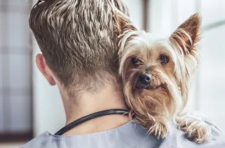 The Puppy to Dog Transition