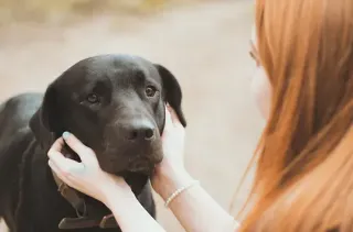 Can We Avoid Aggression in Our Dogs?