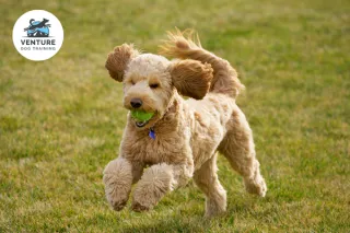 Fun and Easy Dog Games to Increase Your Dog’s Body Awareness