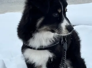 The Lessons My Puppy Is Teaching Me in Midlife (That I Thought I Already Knew)