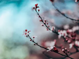 A Gentle Menopause Spring Reset: How to Reawaken Your Rhythm and Reclaim Your Energy