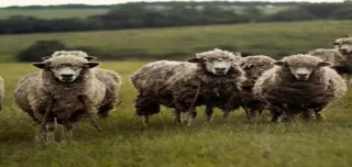 Parasites in Sheep
