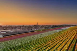 Carlsbad Flower Fields 2025: Blooming Beauty, Ticket Prices & Opening Date