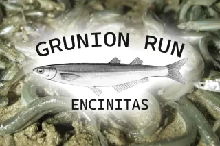 Grunion Run in Encinitas: When, Where & How to Watch This Magical Event