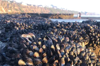 Explore the Best Tide Pools Near Moonlight Beach: Your Guide to Low Tide Adventures in Encinitas