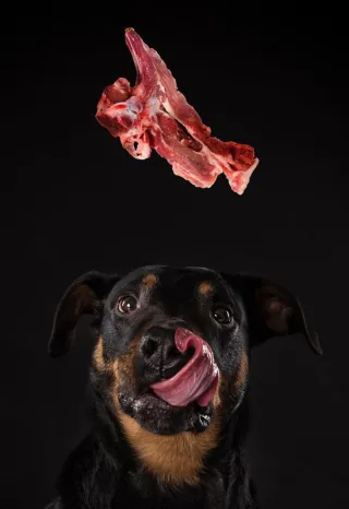 Fütterst du nur? Oder ernährst du deinen Hund?