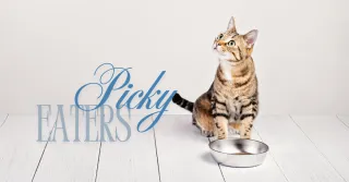 Tips to Keep Your Kitty's Mealtime Exciting!