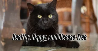 KEEP YOUR CAT HEALTHY, HAPPY, AND DISEASE-FREE