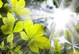 How Microcirculation & Toxins Cause Aging
