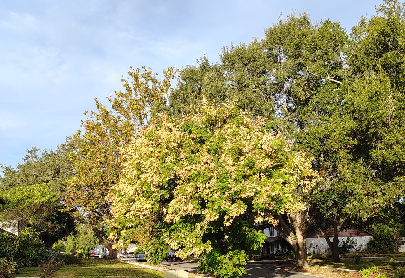 The November Paradox